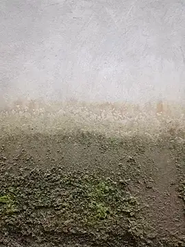 Hoa-tuylip webcam