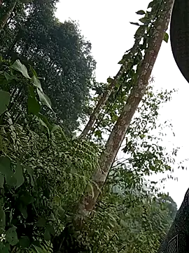 tuyet-nhi webcam