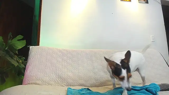 shellsy_hans webcam