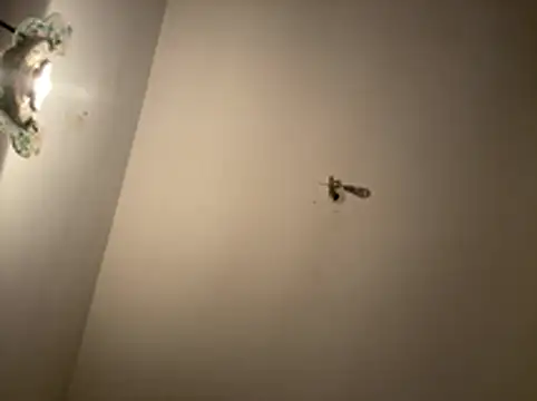 crisfootlicker webcam