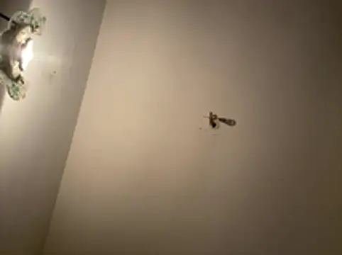 crisfootlicker webcam
