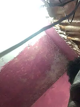 thegyaldemnuttybuddy webcam