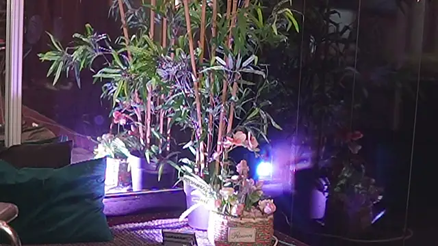 Ivorym00n webcam