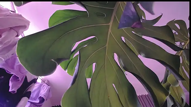 Santiago_kiler webcam