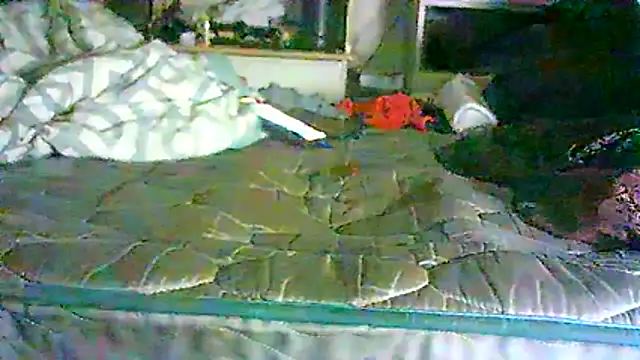 _P3RKY_IMMORTAL3_FIR3_ webcam