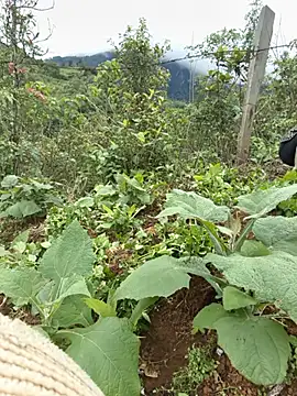 Thosew-venu webcam