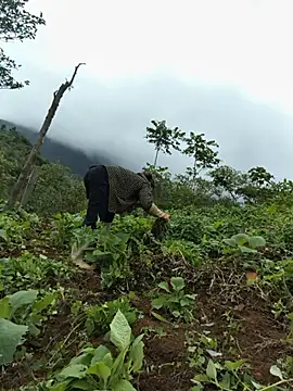 Thosew-venu webcam