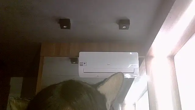 SkinnyKitten webcam