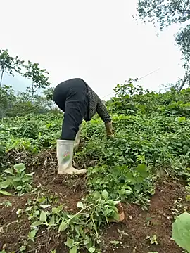 Thosew-venu webcam