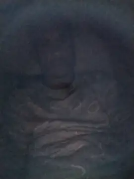 TrappingTransit live cam on StripChat