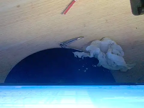 AshantTsiBigCock webcam