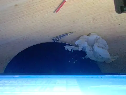 AshantTsiBigCock webcam