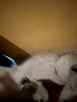 Manyy550 live cam on StripChat