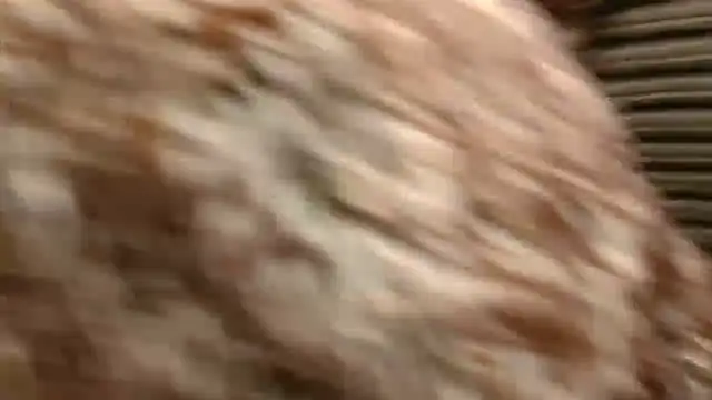 xxebony webcam