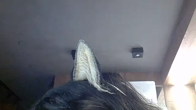 SkinnyKitten live cam on StripChat