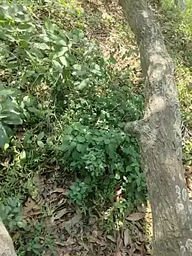 telugubidda333 (M young) - #brunettes #cam2cam #cheapest-privates #foot-fetish #hd #indian #mobile #new #outdoor #penis-ring #skinny #straight #telugu #young