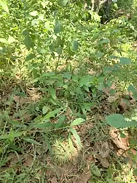 telugubidda333 webcam