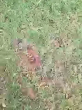 Pitercom webcam