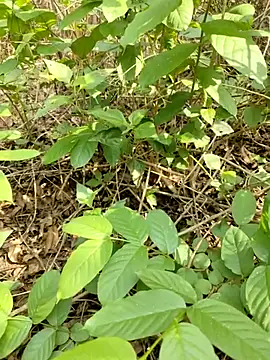 telugubidda333 webcam