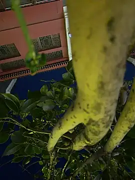 emily6969 webcam