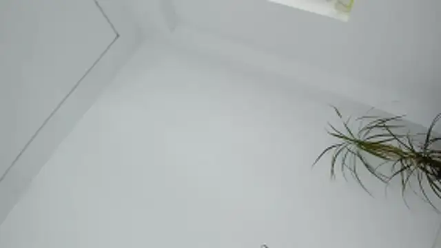DiamondKay webcam