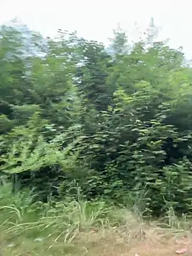gougou13 webcam