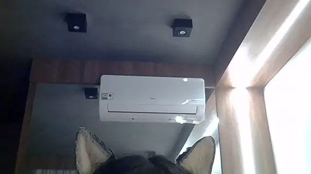 SkinnyKitten webcam