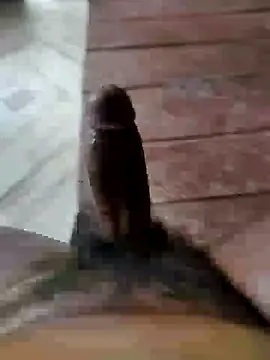 rodhathor webcam