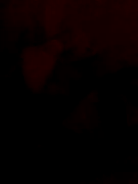 damisexhot webcam