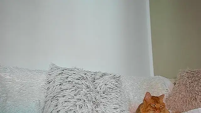 BrianaDiamondXXX webcam