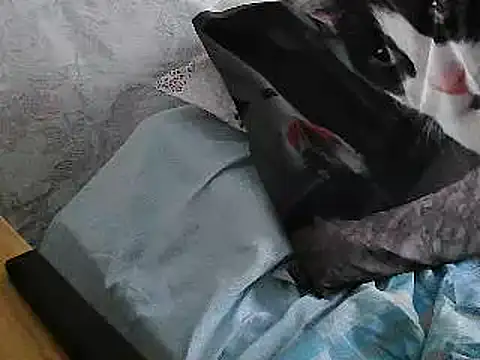 VeneRed webcam