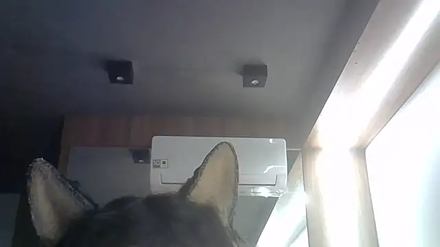 SkinnyKitten webcam
