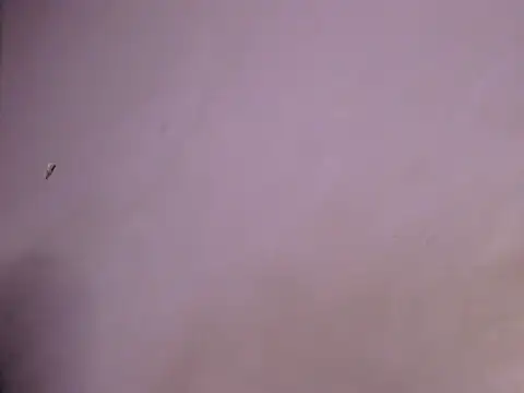 Stubborndesiboy