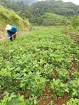 tuyet-nhi webcam