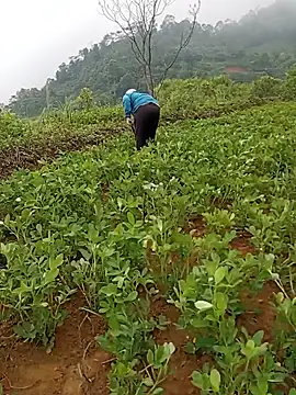 tuyet-nhi webcam