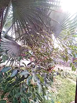 Pitercom webcam
