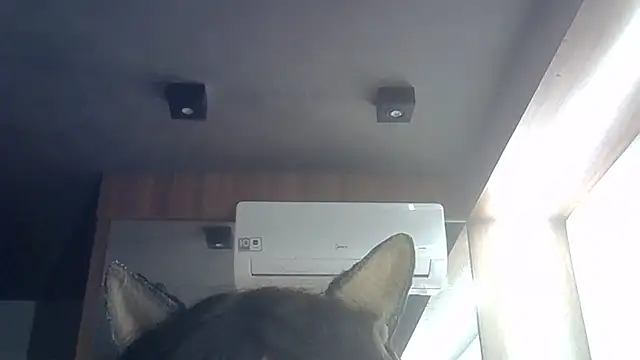SkinnyKitten webcam