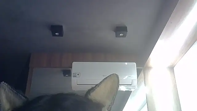 SkinnyKitten webcam