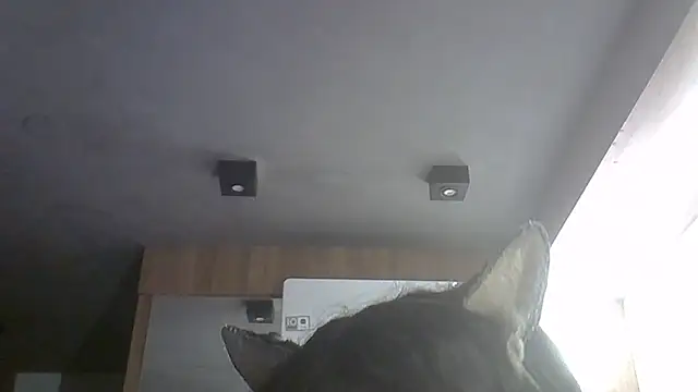 SkinnyKitten webcam