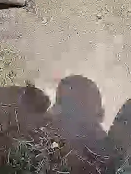 Desi_boy_fuck webcam