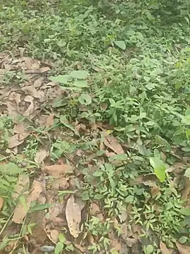telugubidda333 (M young) - #cam2cam #cheapest-privates #hd #indian #mobile #new #penis-ring #skinny #straight #telugu #young