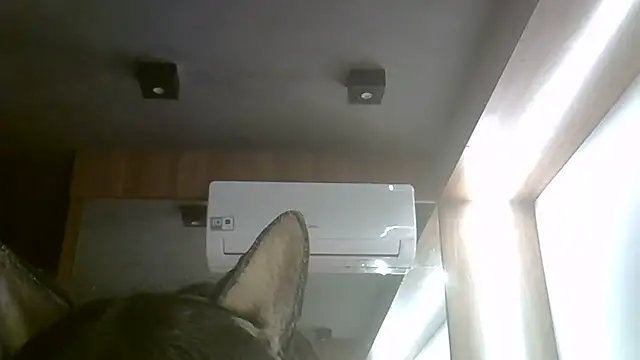 SkinnyKitten webcam