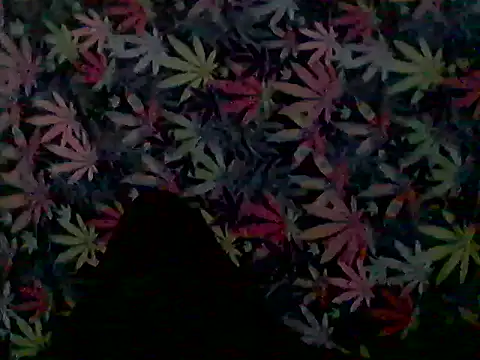 libraxxxstudios webcam
