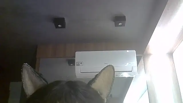 SkinnyKitten webcam