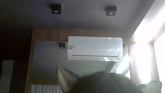 SkinnyKitten webcam