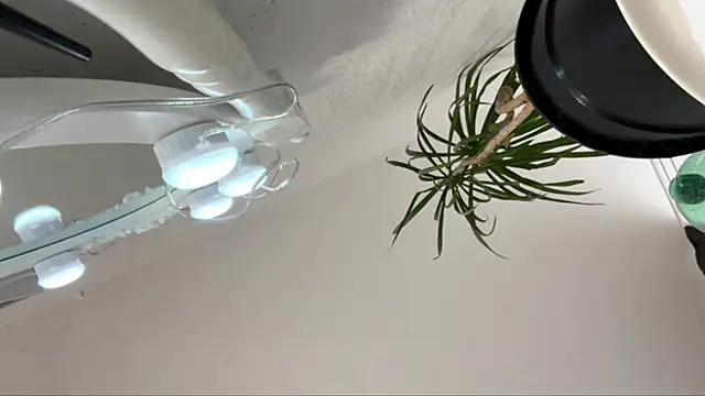 smalllisa live cam on StripChat