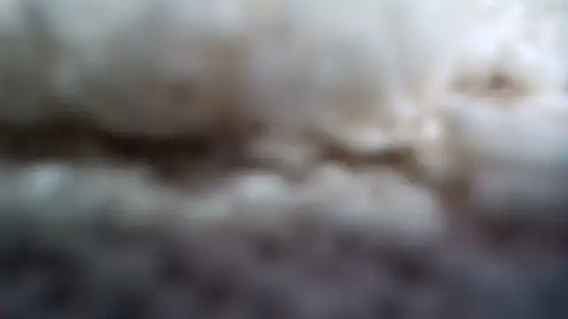 Lesptitsloupx webcam