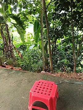 Lily_Henry webcam