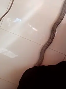 Ranibhabhi96 webcam