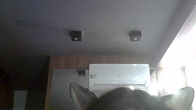 SkinnyKitten webcam